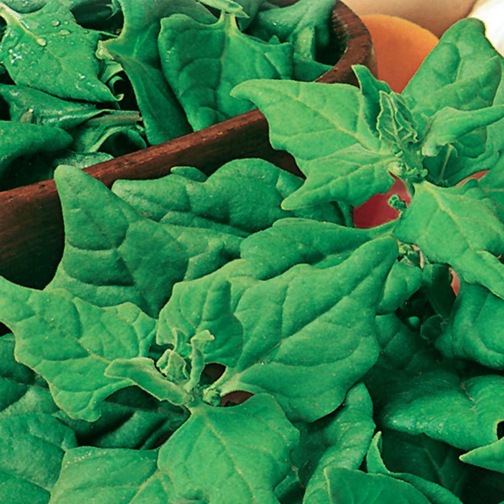 Spinach, New Zealand Seeds