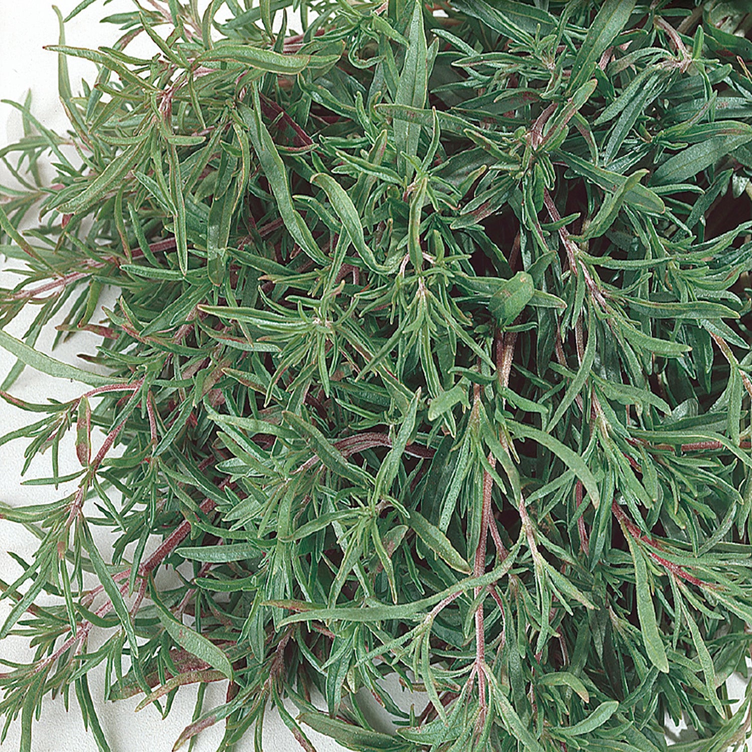 Out Of Summer Savory? 10 Amazing Replacements! - ir39v3q