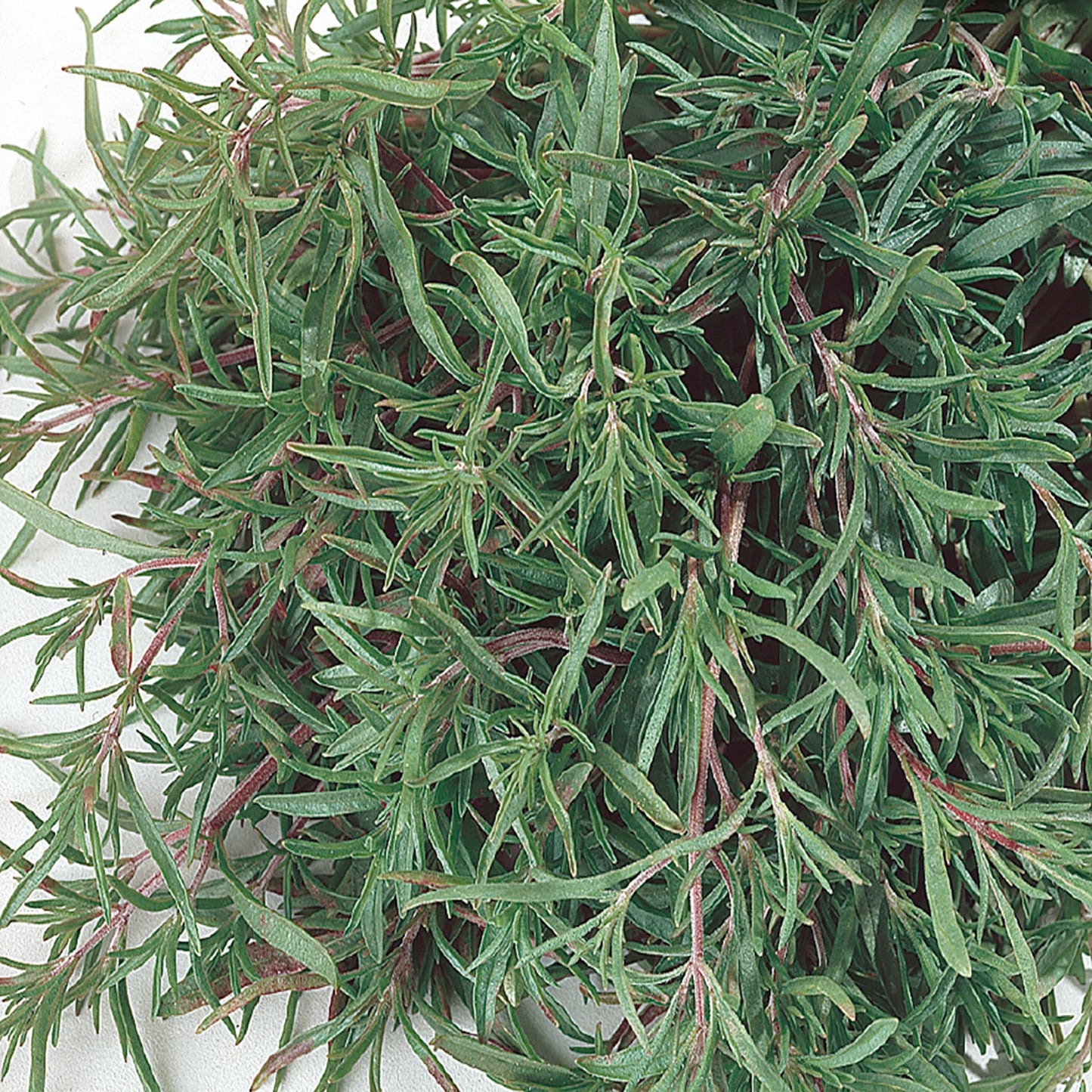 Summer Savory Seeds