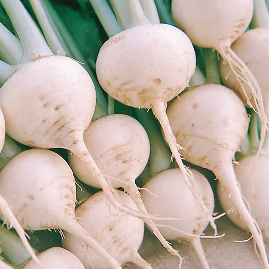 A group of white turnips with green stems, closely packed together.