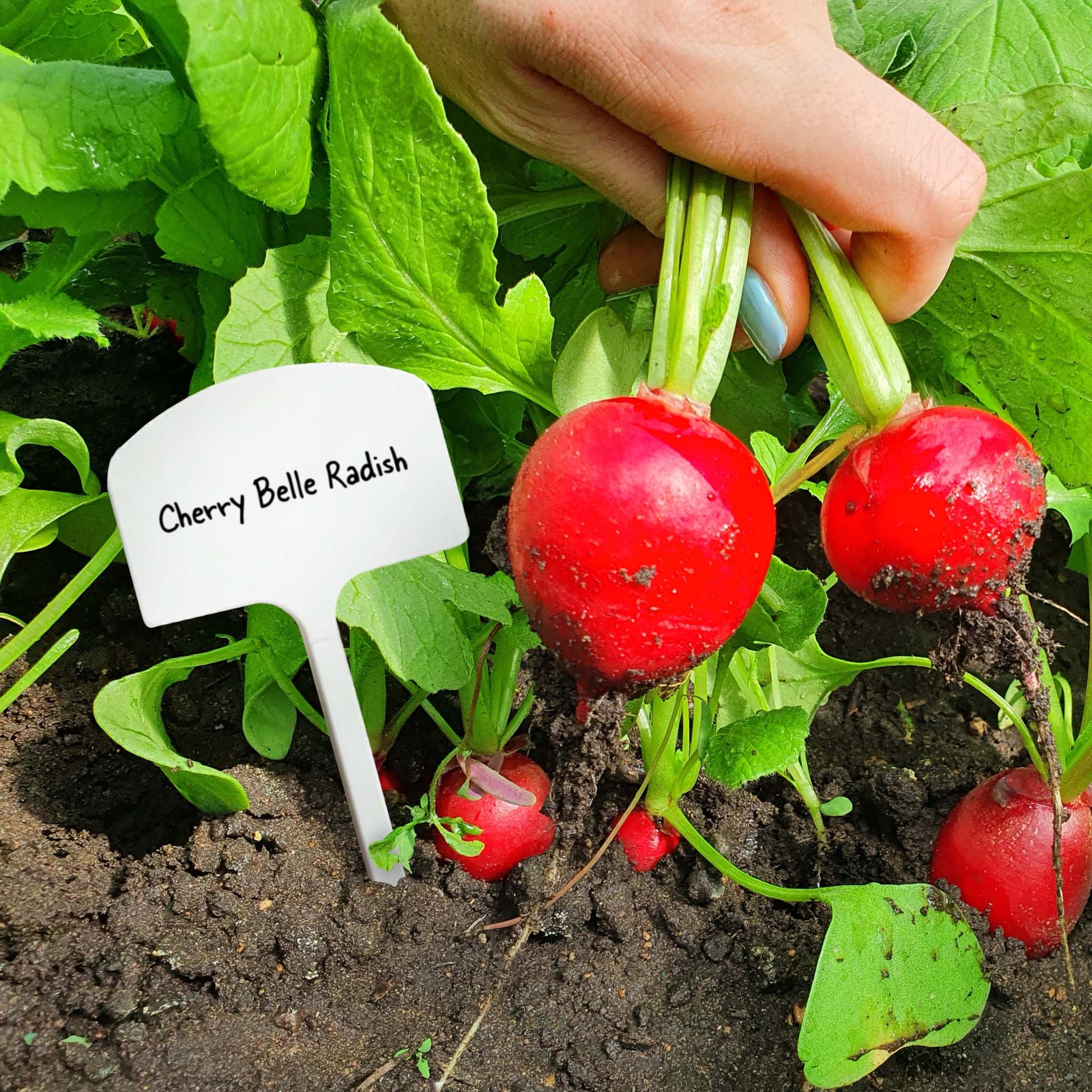 Hand holding cherry belle radishes with a garden marker in the background