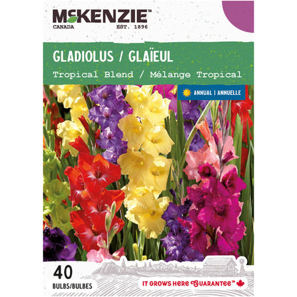 Gladiolus, Tropical Blend Bulbs