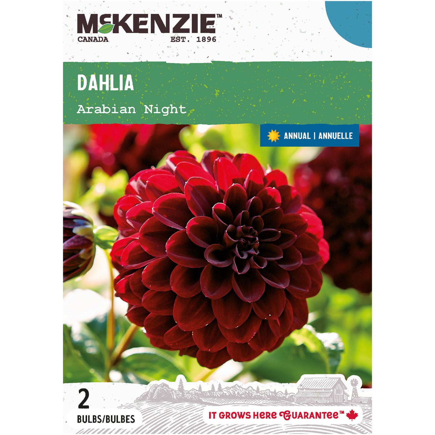 Dahlia, Arabian Night Tubers