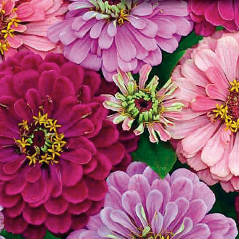 Zinnia Seeds, Art Deco