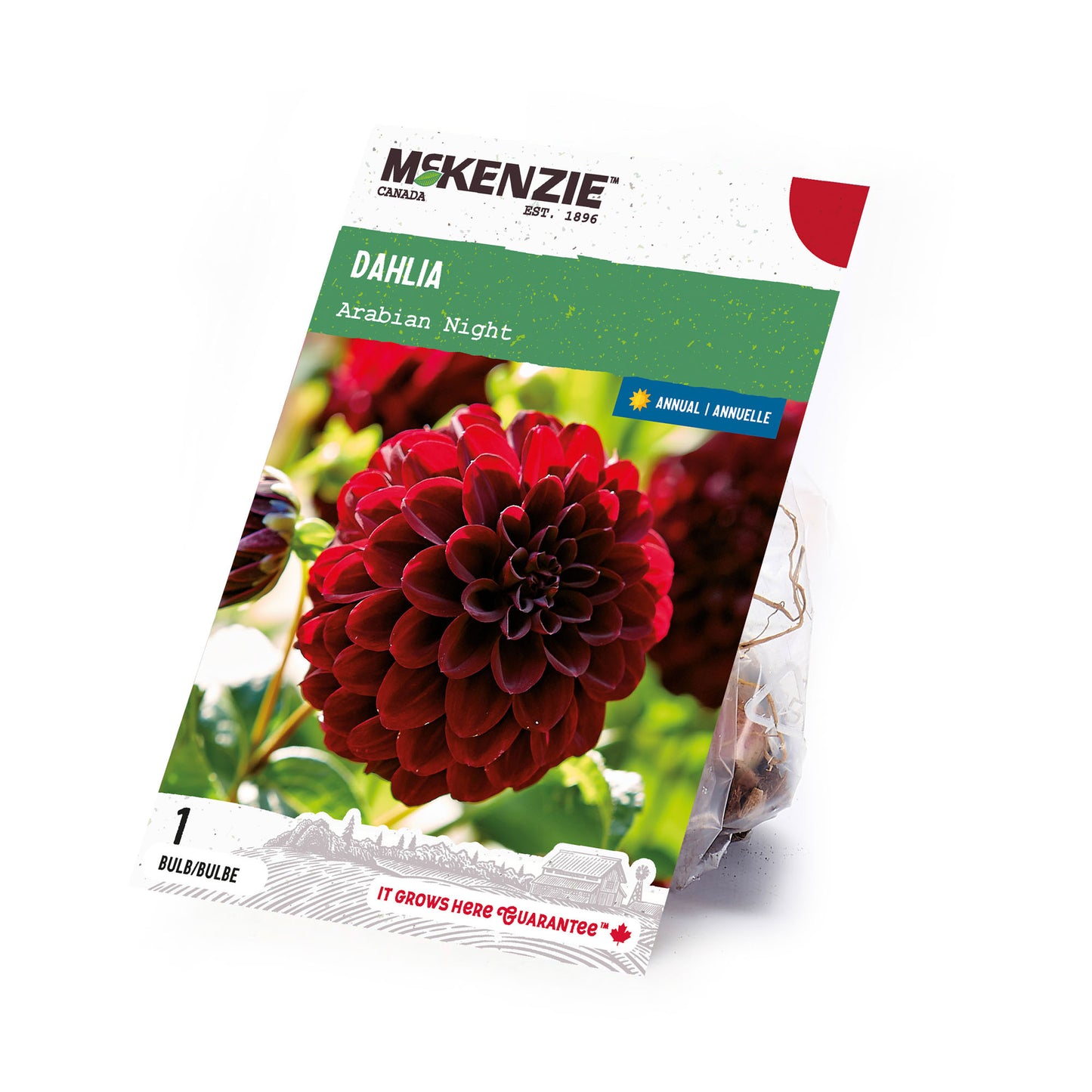 Dahlia, Arabian Night Tubers