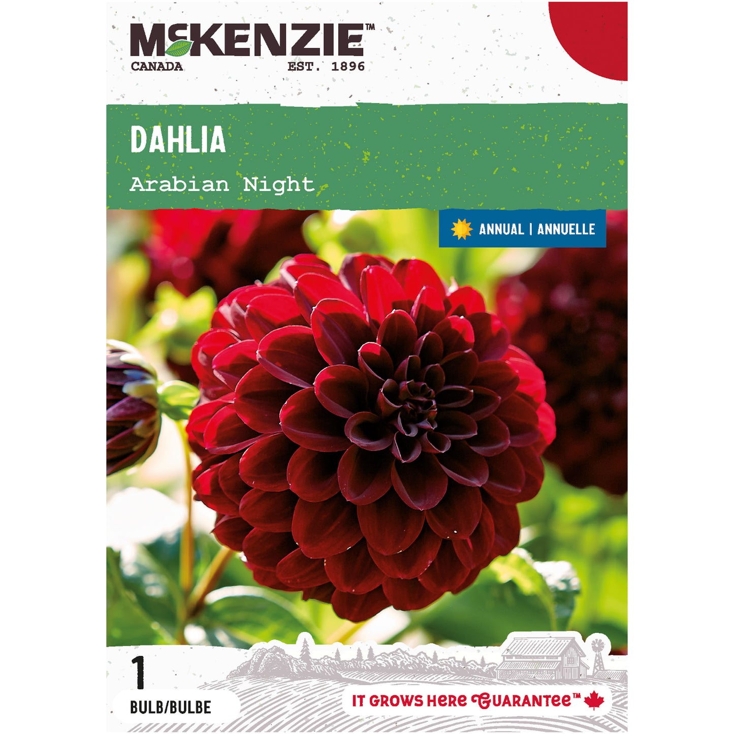 Dahlia, Arabian Night Tubers