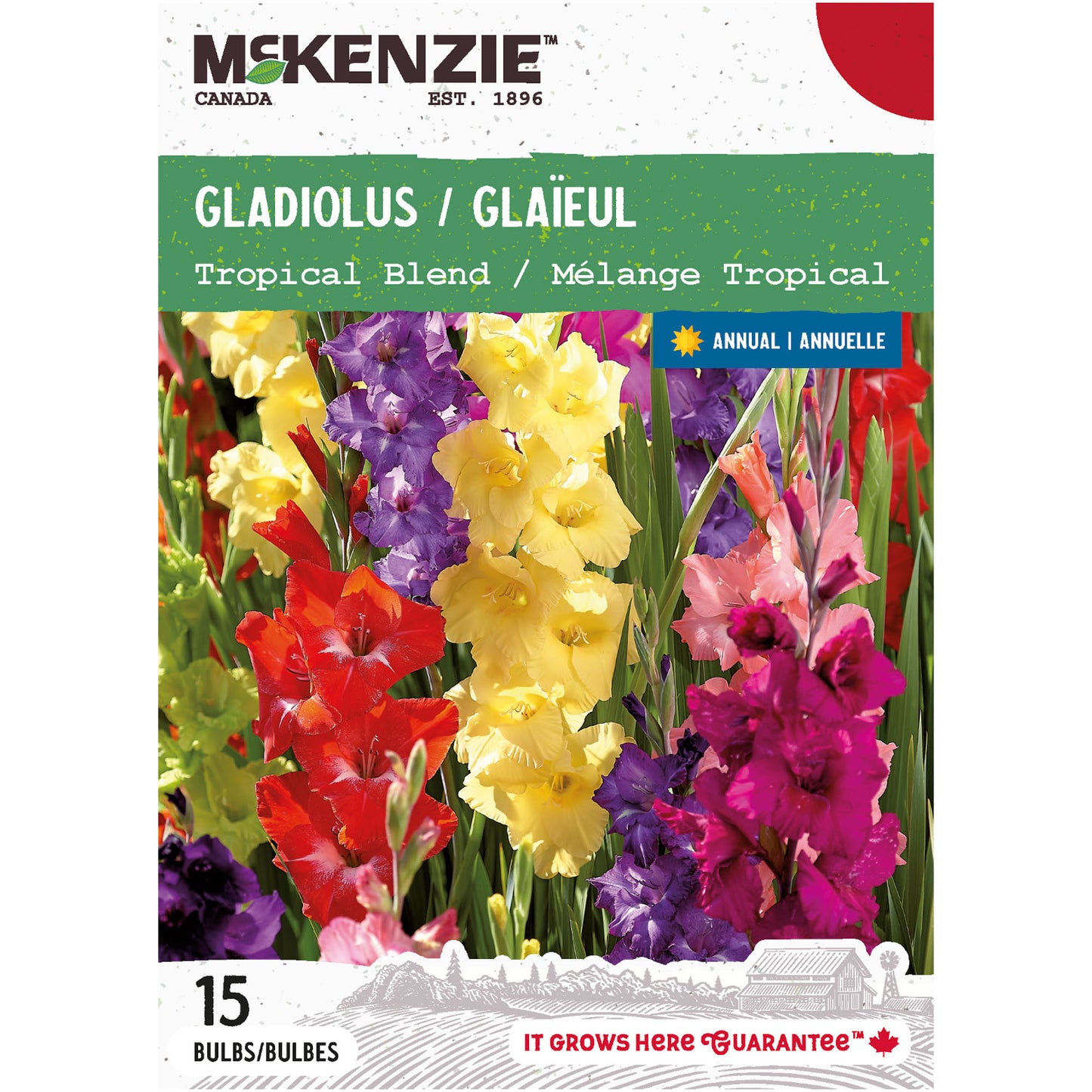 Gladiolus, Tropical Blend Bulbs