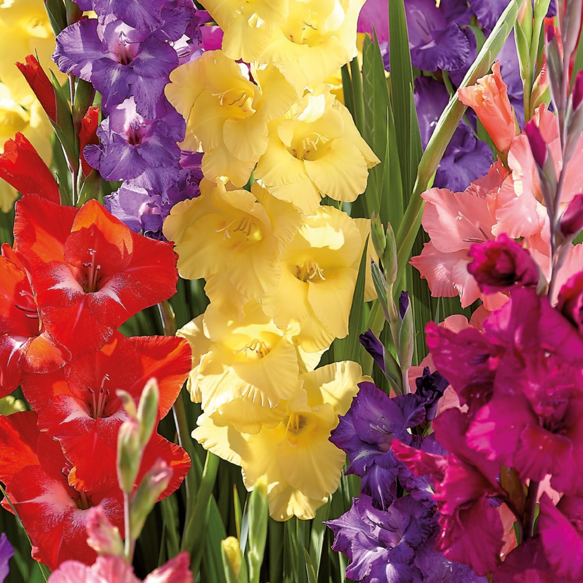 Gladiolus, Tropical Blend Bulbs