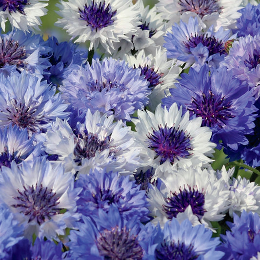 A close-up of bachelor button flowers with a mix of blue shades and white petals, showing both fully bloomed and budding flowers.