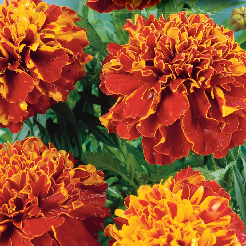 A close-up image of Marigold flowers with vibrant double blooms in gold and orange.