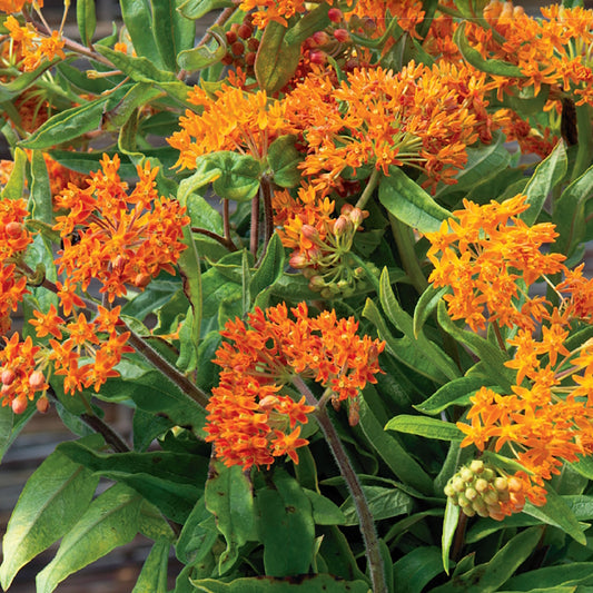 A cluster of vibrant orange Asclepias Tuberosa, Milkweed Butterfly Seeds, in bloom with green leaves.