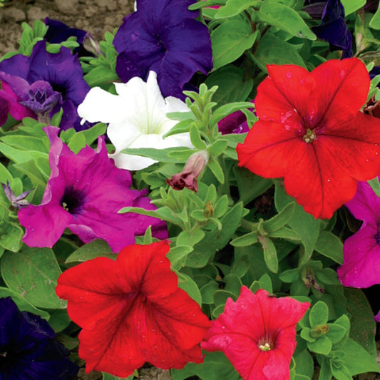 A variety of colorful Petunia flowers in bloom, showing red, purple, and white petals.