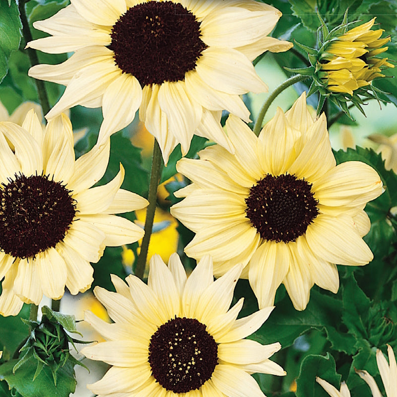 A group of Vanilla Ice sunflowers with creamy-white petals and dark brown centers.