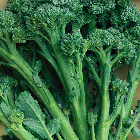 A close-up image of fresh broccoli showing green leaves and florets.