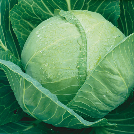 A healthy, mature cabbage with green leaves and a compact head, displaying water droplets on its surface.