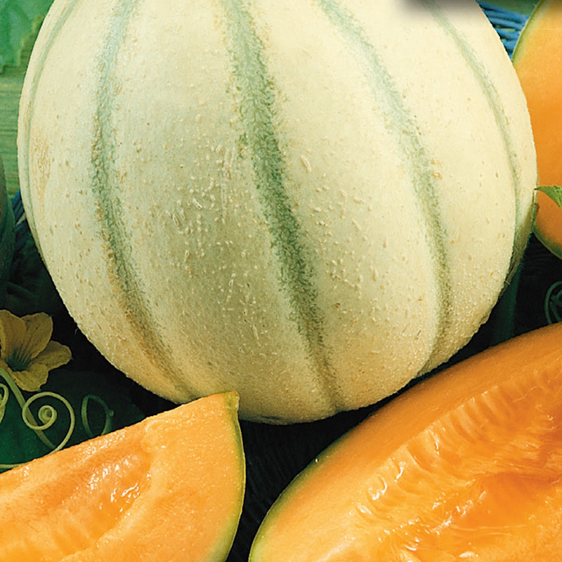 Organic Sierra Gold cantaloupe with a green exterior and golden orange flesh, cut open to show the interior.