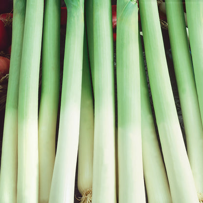A group of fresh leeks with green stalks and white roots, arranged in a line.