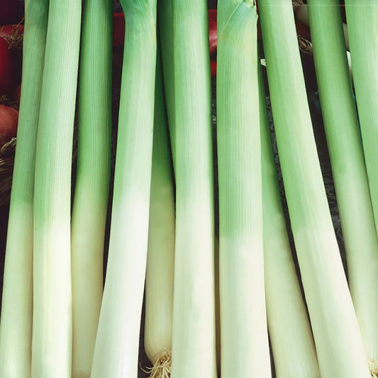 A group of fresh leeks with green stalks and white roots, arranged in a line.