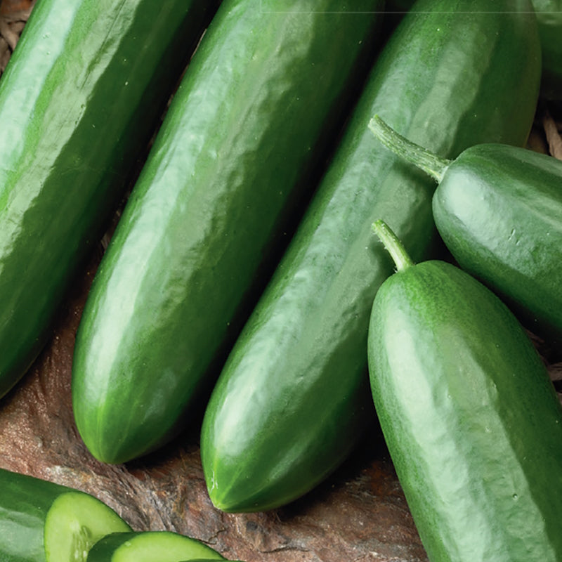 A group of fresh green cucumbers, likely Tendergeen Organic Seeds, displayed on a natural background.