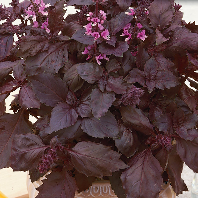 A potted plant with deep purple leaves and pink flowers, identified as Dark Opal Organic Basil.