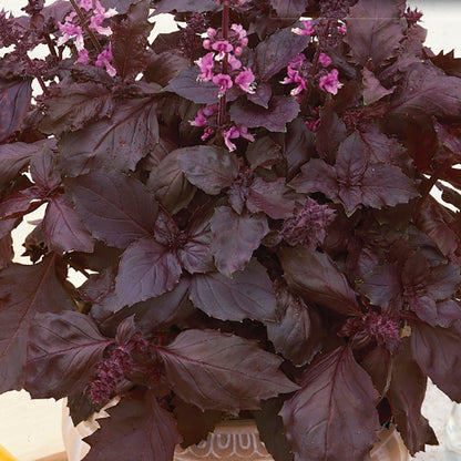 A potted plant with deep purple leaves and pink flowers, identified as Dark Opal Organic Basil.