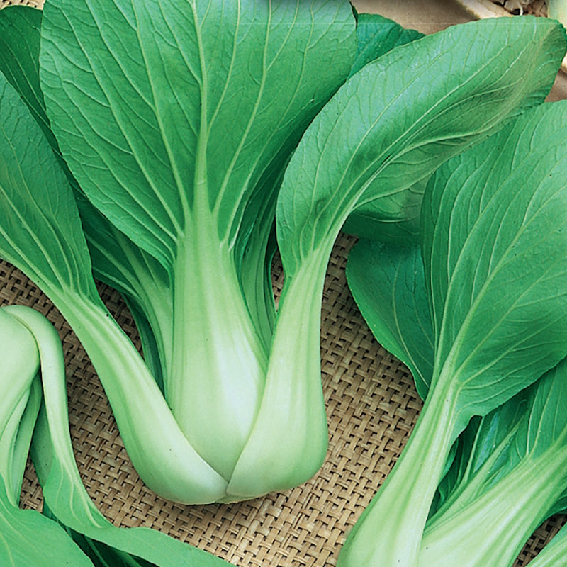 Organic Pak Choi Seeds, Baby