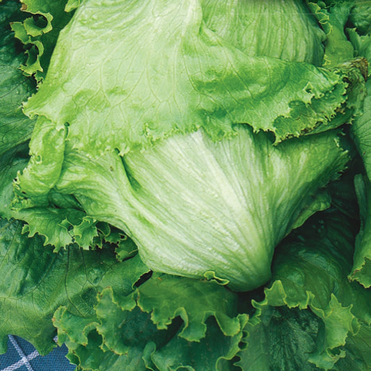 A close-up image of fresh Iceberg lettuce with medium, fringed green leaves.
