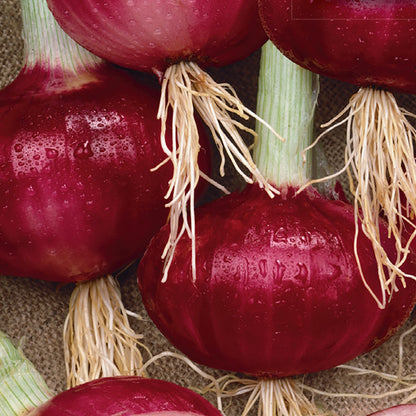 Organic Onion Seeds, Soouthport Red Globe