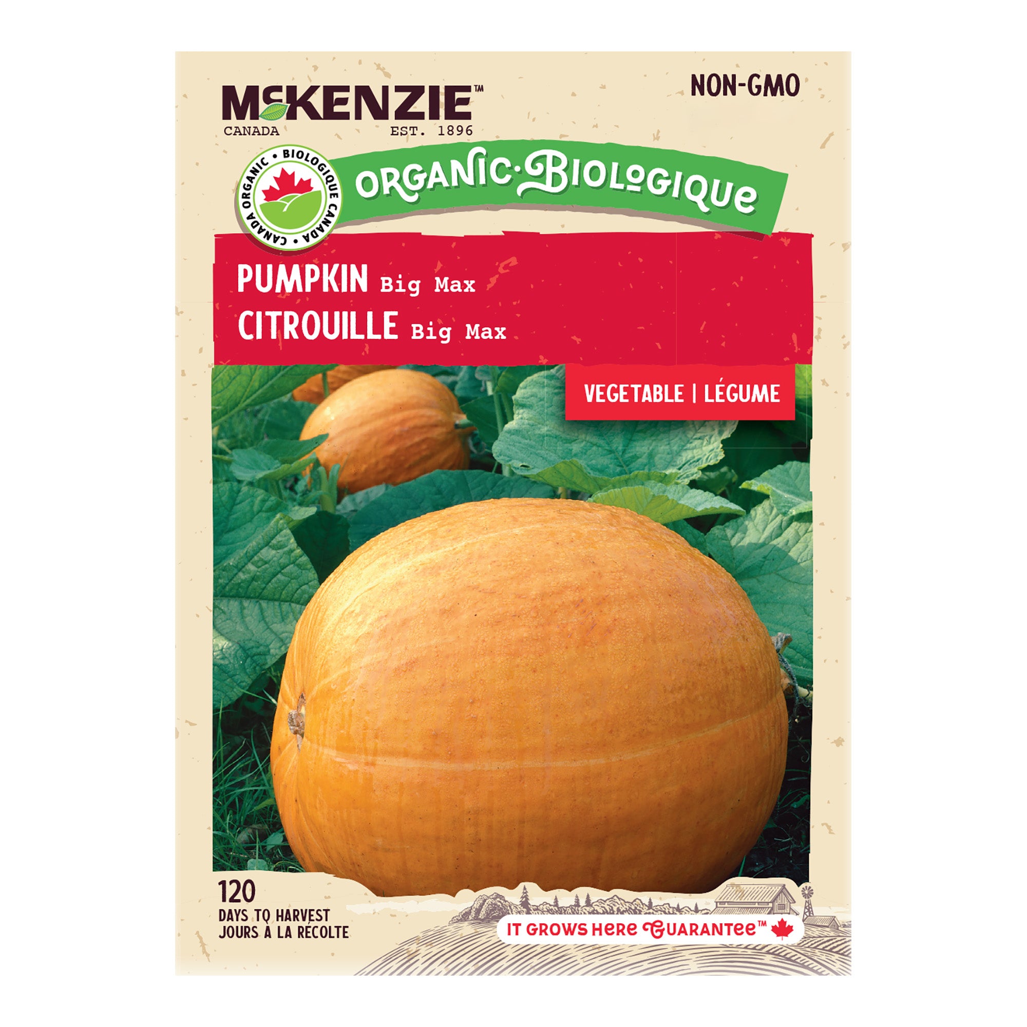 143203_Pumpkin_BigMax_VegOrgFr 143203_Pumpkin_BigMax_VegOrgFr