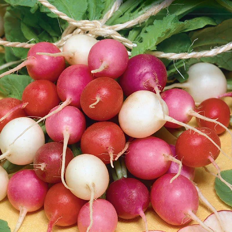 A collection of Easter Egg radishes with a mix of red, purple, and white colors, freshly harvested and displayed.