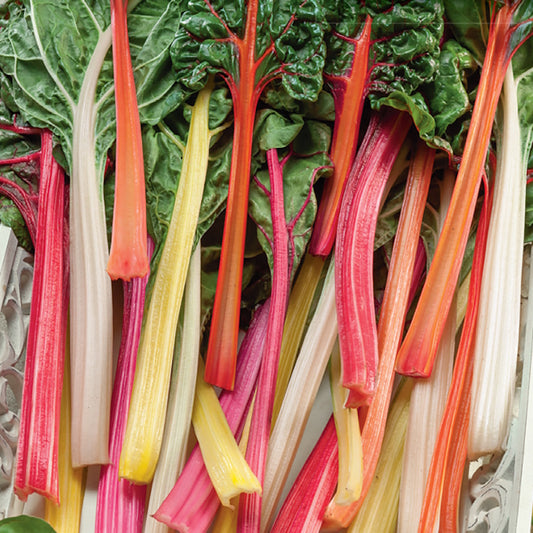 A variety of Swiss Chard stalks with vibrant colors including red, orange, yellow, and white, showcasing a rainbow blend.
