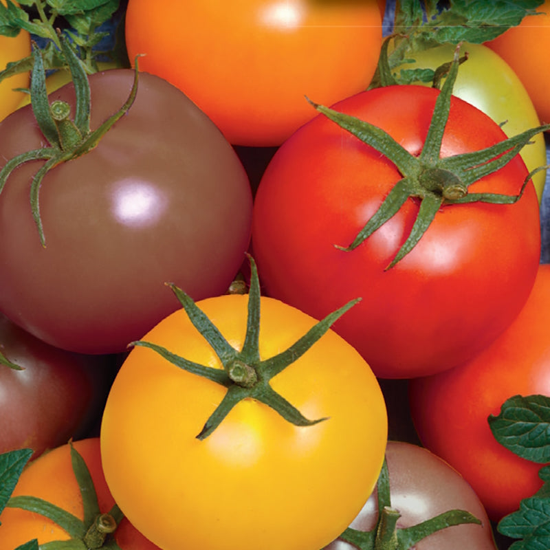 A variety of Rainbow CherryOrganic Tomatoes displayed, showing different colors like red, yellow, and purple with green stems.