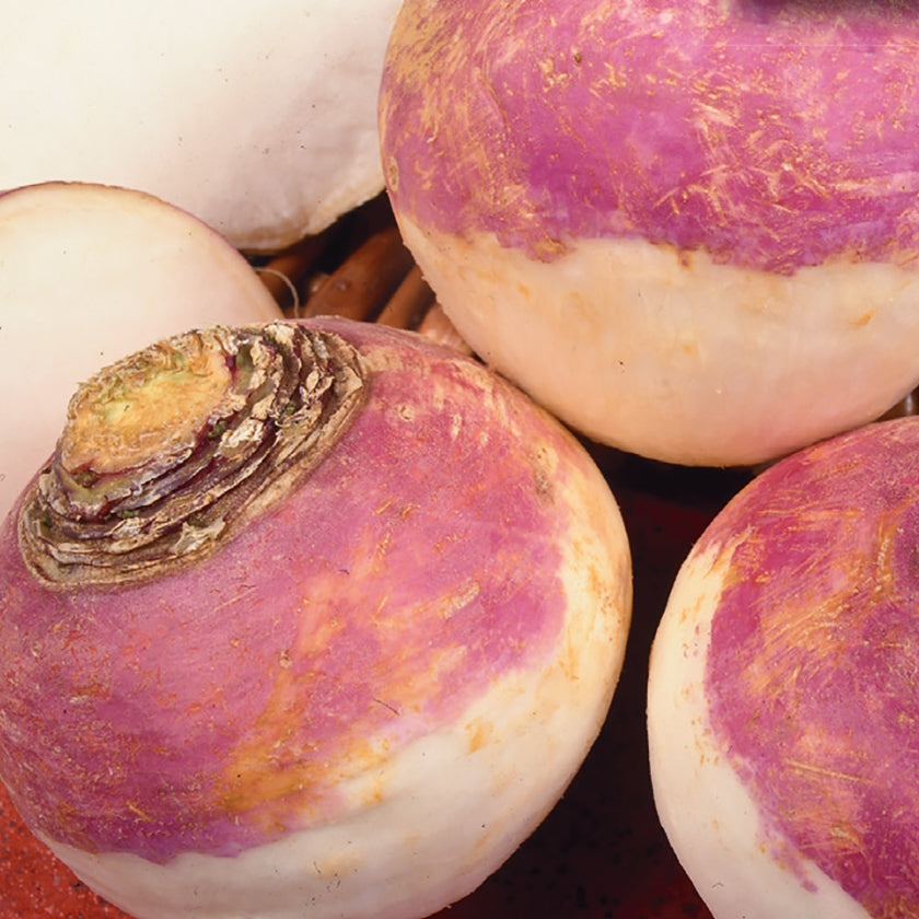 A group of turnips with white bases and purple tops, indicative of the Purple Top White Globe variety.