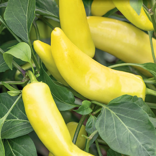 A cluster of yellow Hungarian Yellow Hot Wax peppers growing on the vine with green leaves in the background.
