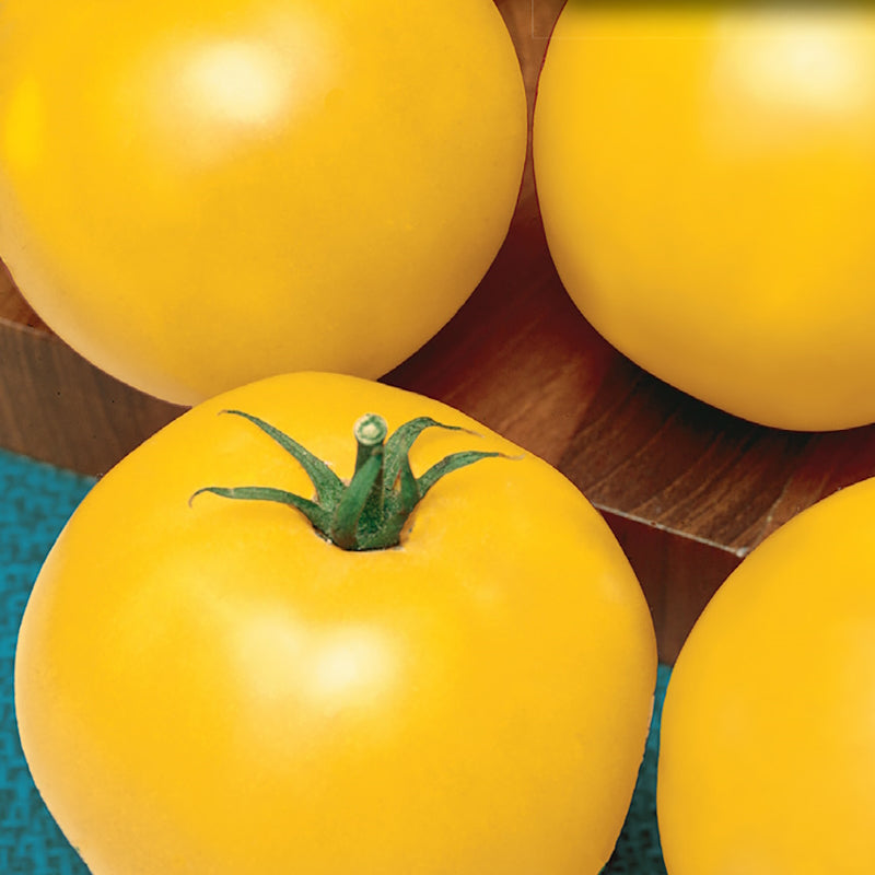 A close-up of golden-orange Jubilee tomatoes with a focus on their smooth, globular shape and vibrant color.
