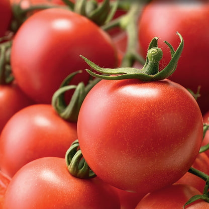A close-up image of ripe red tomatoes.