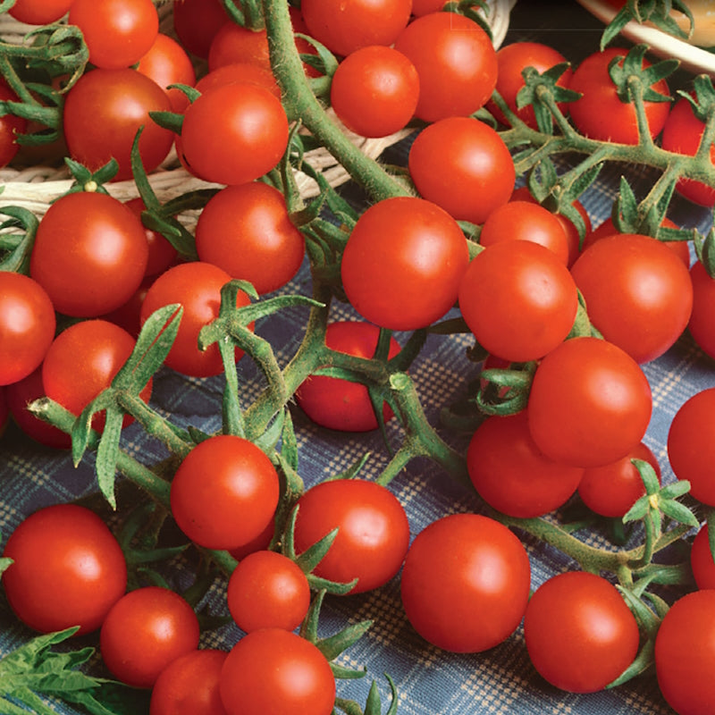 A cluster of bright red cherry tomatoes on the vine.