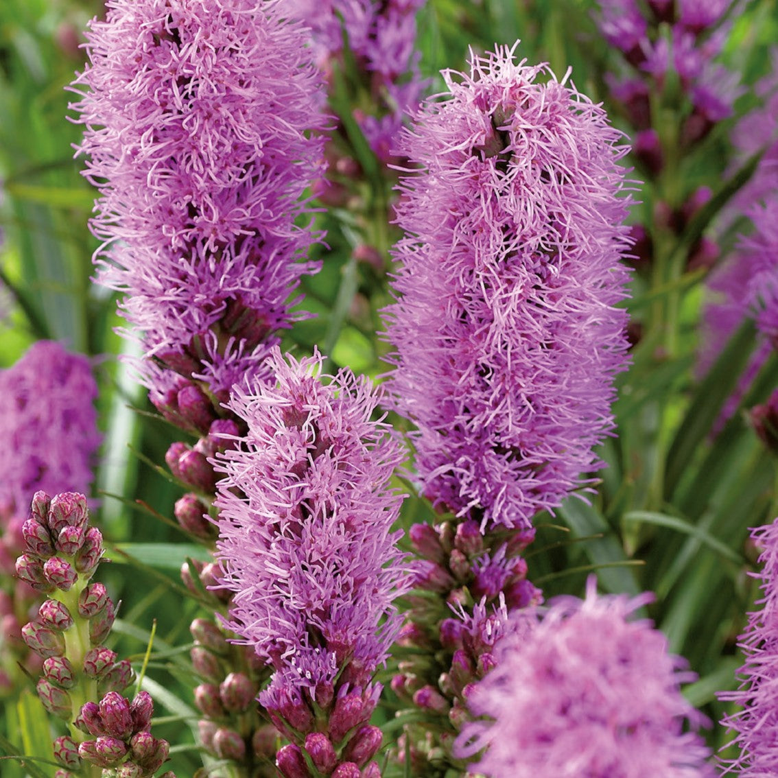 Liatris, Spicata Alba Bulbs