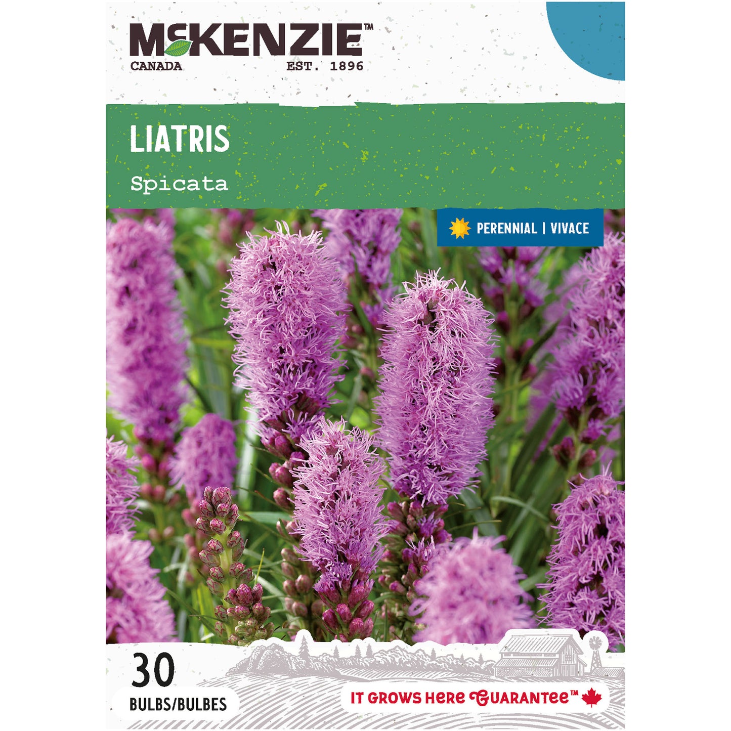 Liatris, Spicata Alba Bulbs