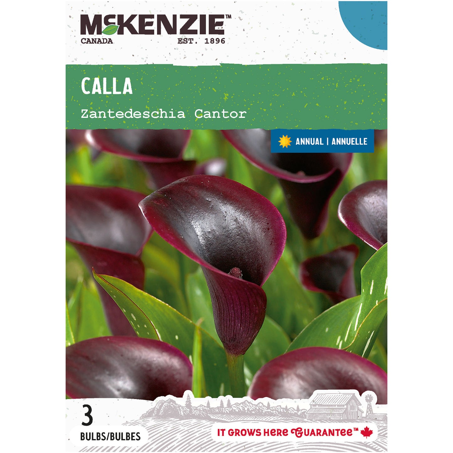 Calla, Lily Cantor Bulbs