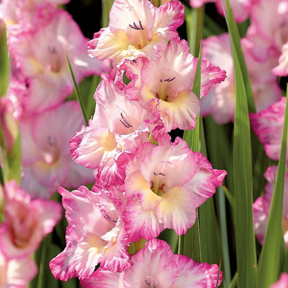 Gladiolus, Priscilla Bulbs