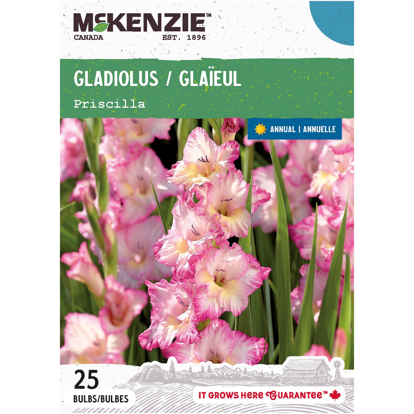 Gladiolus, Priscilla Bulbs