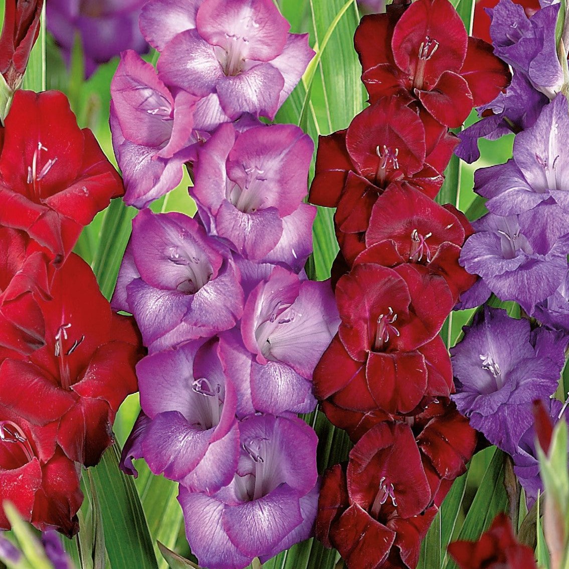 Gladiolus, Dark Blend Bulbs