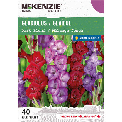 Gladiolus, Dark Blend Bulbs