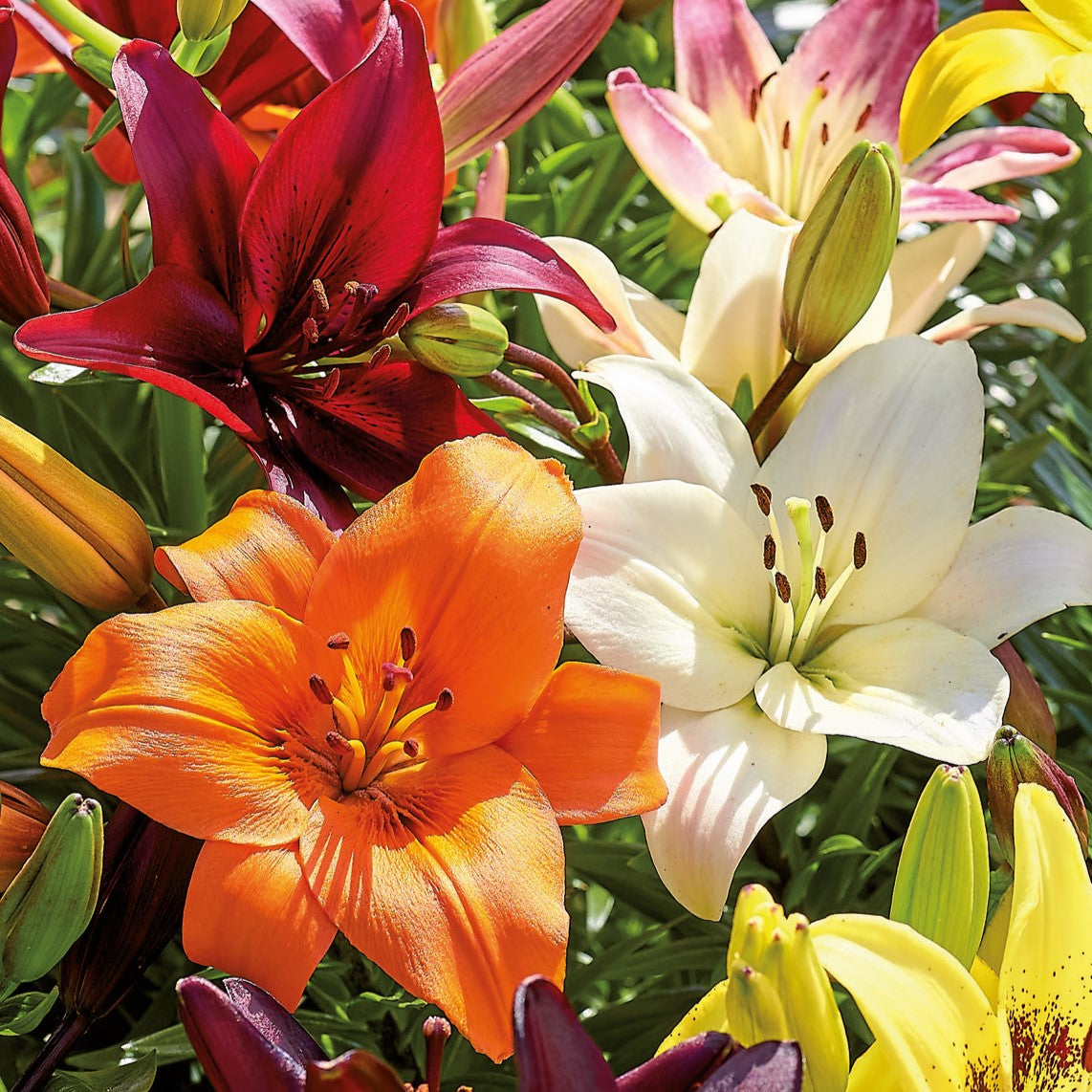 Lily, Asiatic Blend Bulbs