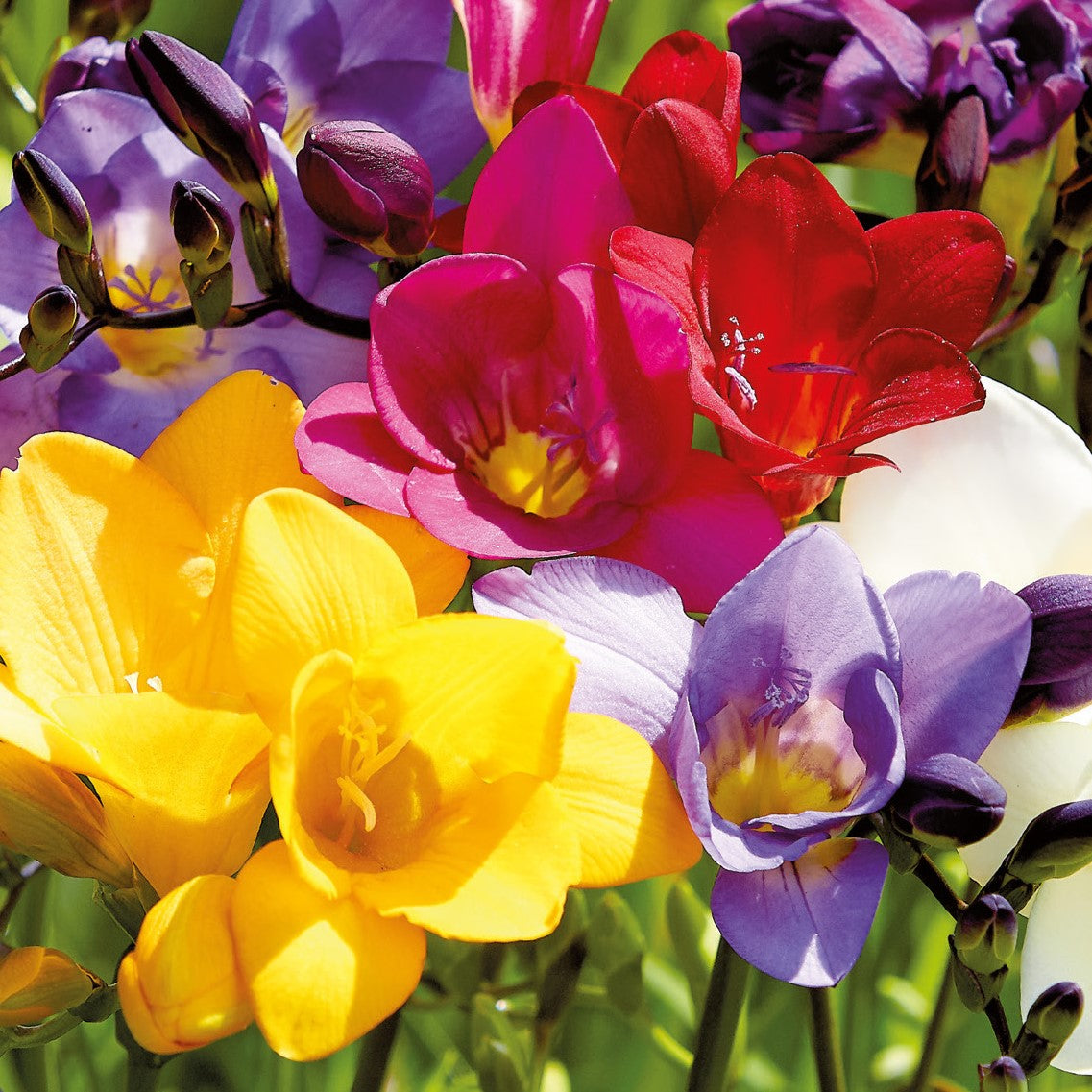 Freesia Mix Bulbs - Vibrant, Fragrant Blooms for Your Garden – McKenzie ...