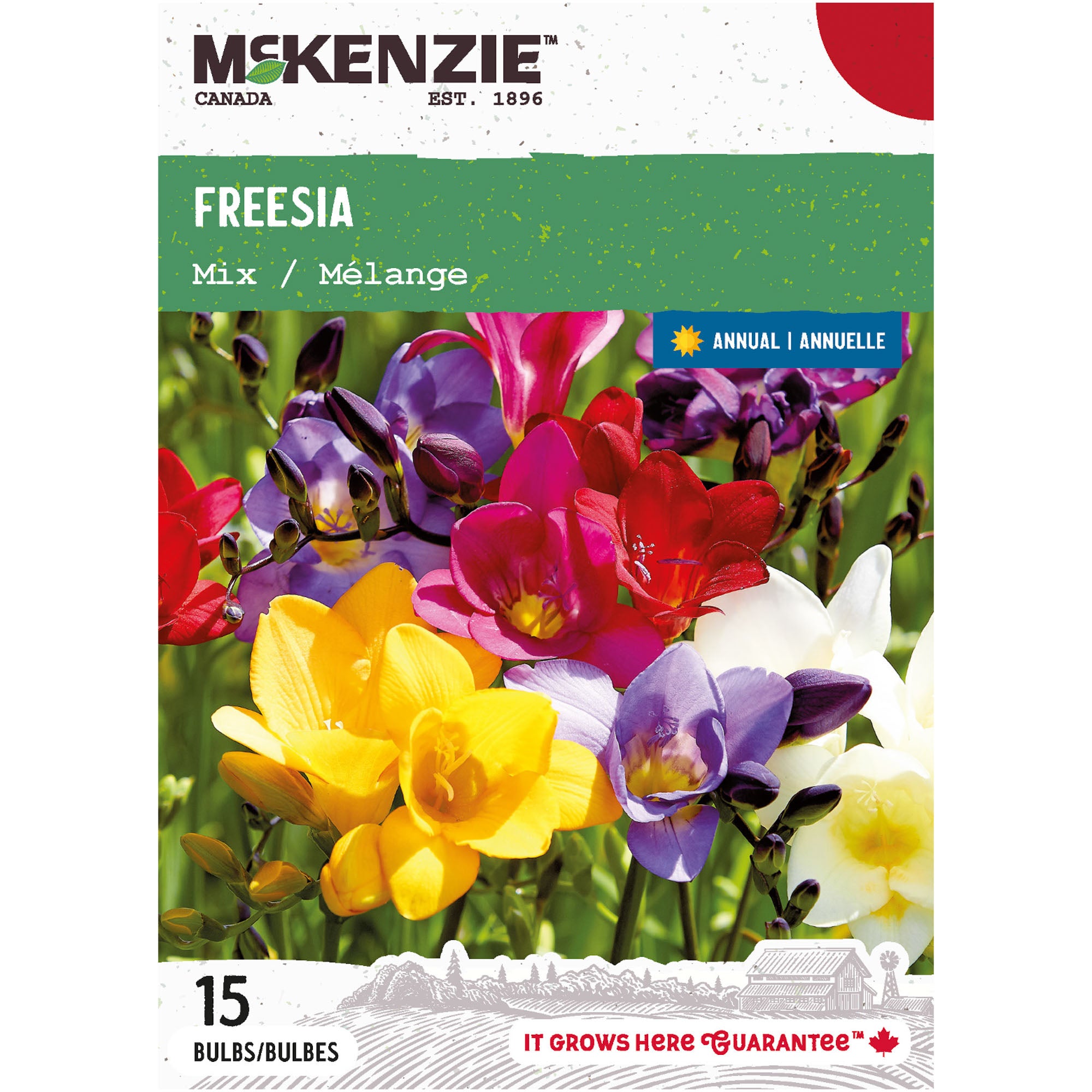 Freesia, Mix Bulbs