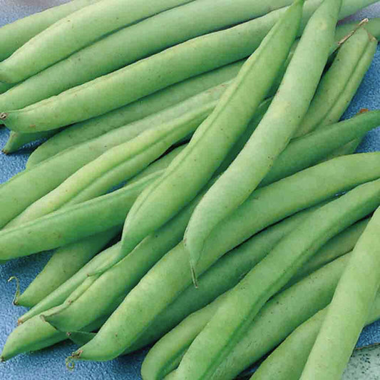 A collection of fresh green Greencrop bush beans laid out on a surface.