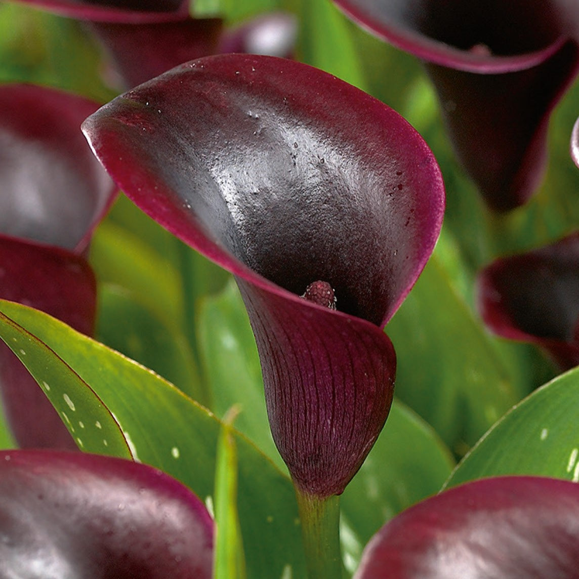 Calla, Lily Cantor Bulbs