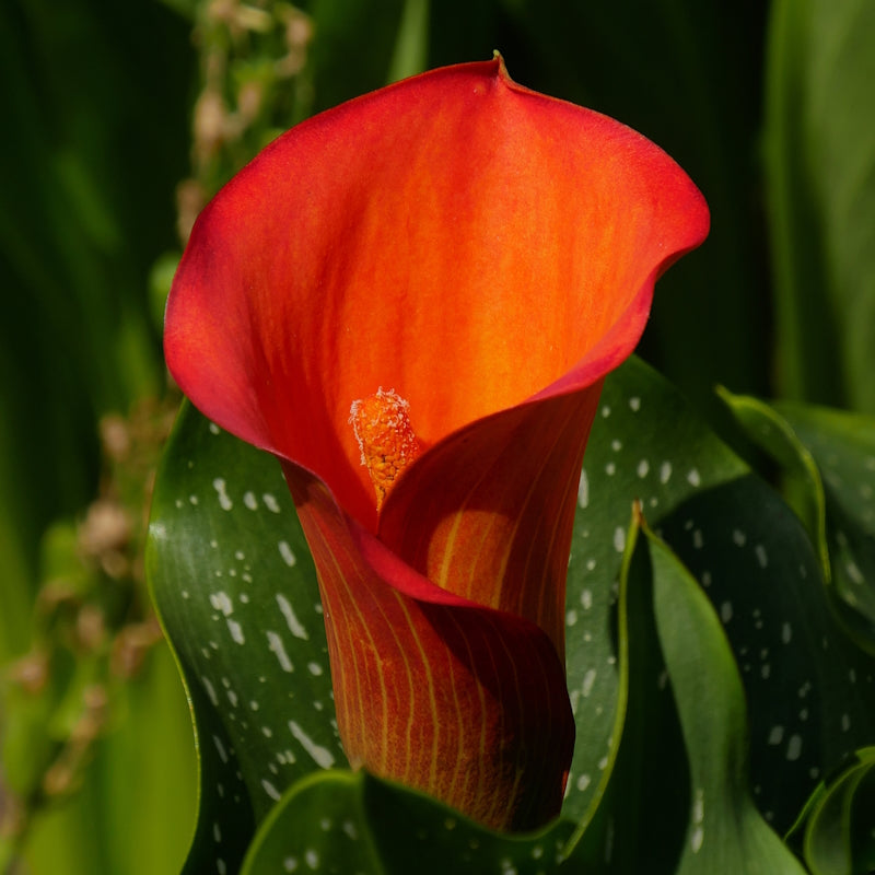 Calla Lily Bulbs Flame McKenzie Seeds